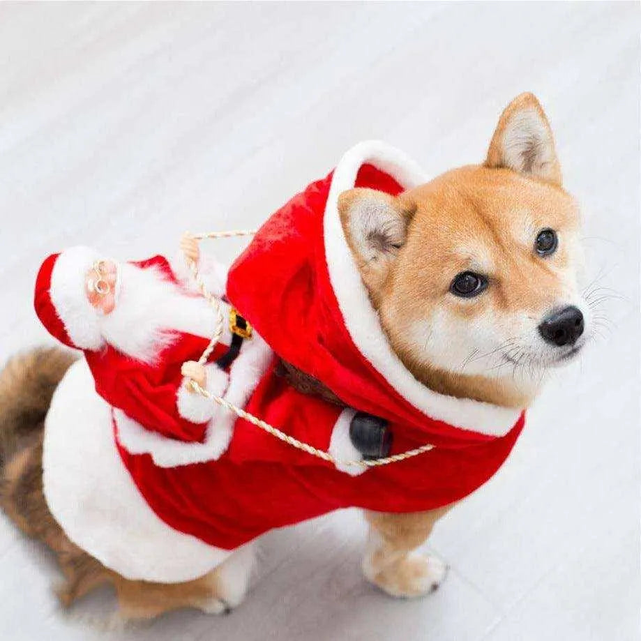 a small dog dressed in a santa suit