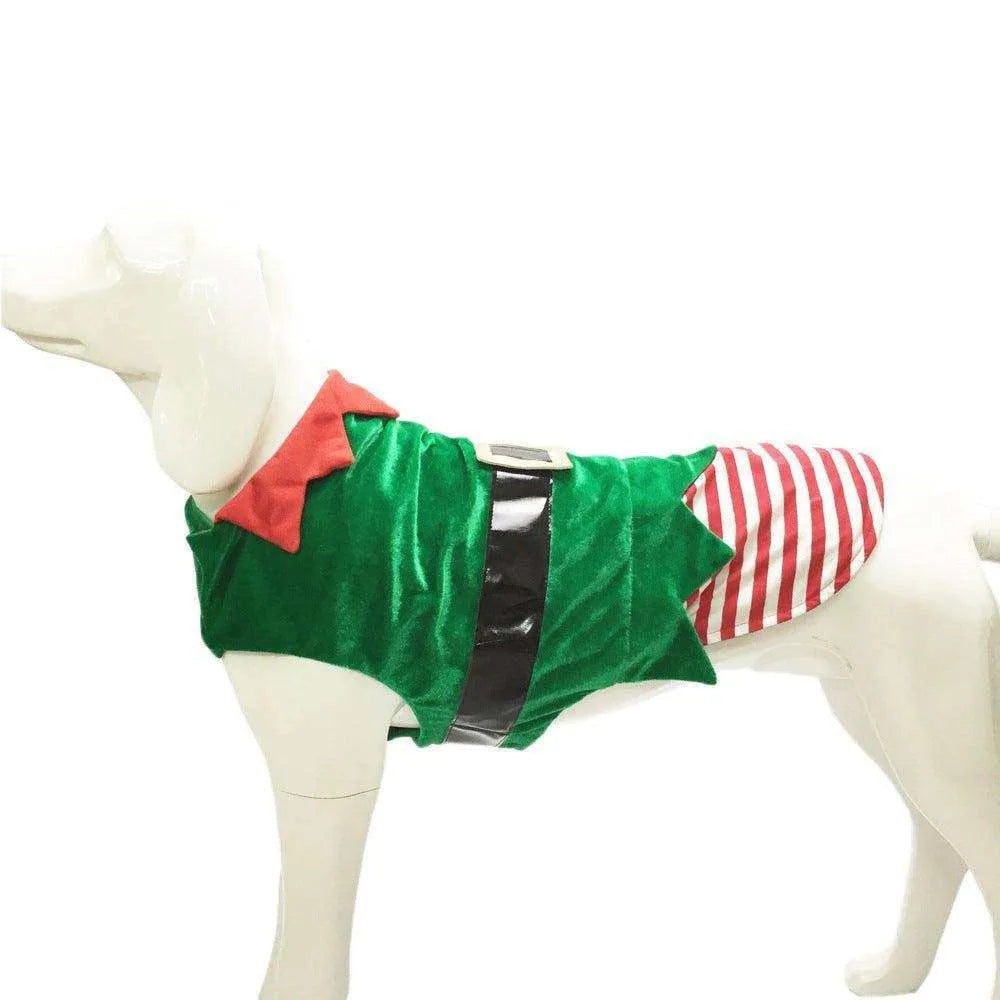 a white dog wearing a green and red shirt