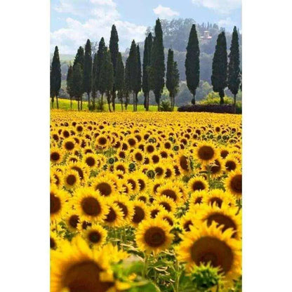 Sunflower Painting Farm Paint By Number Landscape