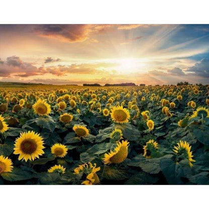 Sunflower Painting Farm Paint By Number Landscape