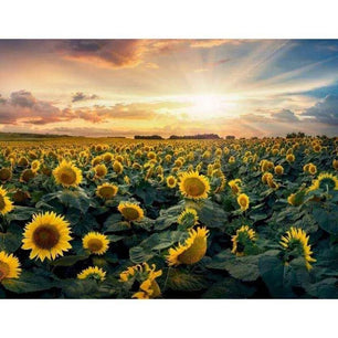 Sunflower Painting Farm Landscape Paint By Number Kit - 40cm x 50cm - DiyCraftsProject